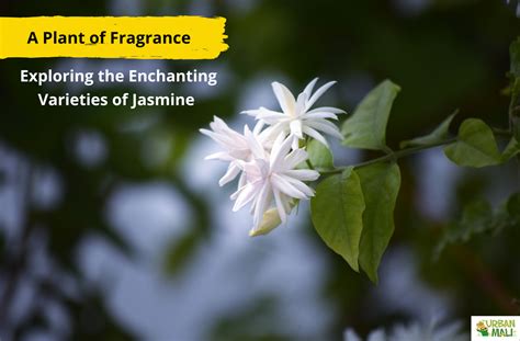 The Enchanting Realm of Fragrance: Exploring the Mesmerizing Universe that Jasmine Unveils