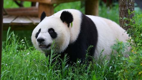 The Enchanting Realm of Giant Pandas