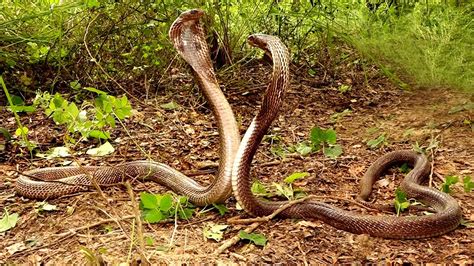 The Enchanting Realm of Radiant Serpents