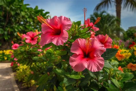 The Enchanting Significance and Exquisite Appeal of Hibiscus Blossoms