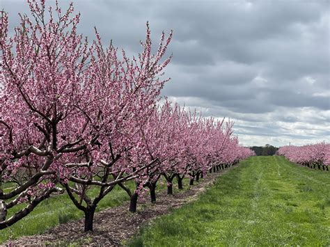 The Enchanting Splendor of a Breathtaking Peach Blossom