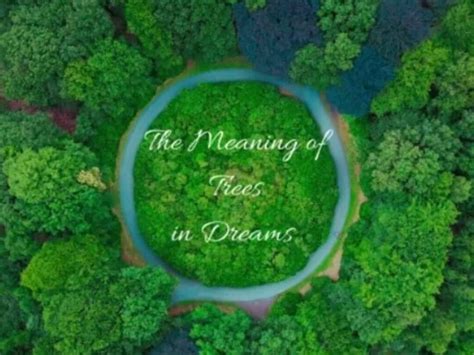 The Enchanting Symbolism of Ascending the Mighty Trees in Dreams