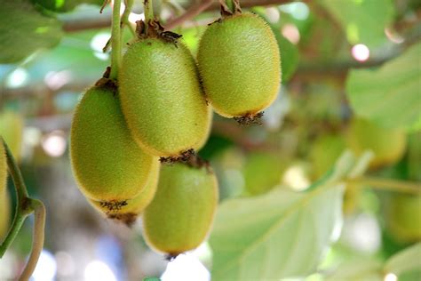 The Enchanting Taste of Kiwi: Exploring the Flavors of New Zealand's Beloved Fruit