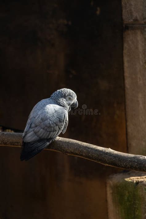 The Enchanting Universe of African Grey Parrots