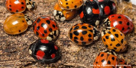 The Enchanting Universe of Ladybugs: A Comprehensive Overview