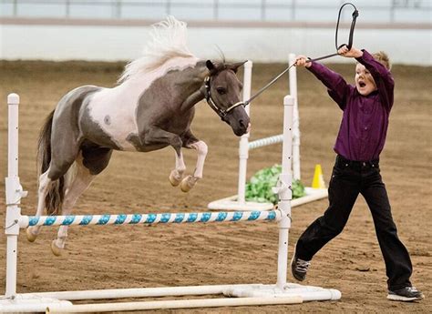 The Enchanting Universe of Miniature Horse Shows and Competitions