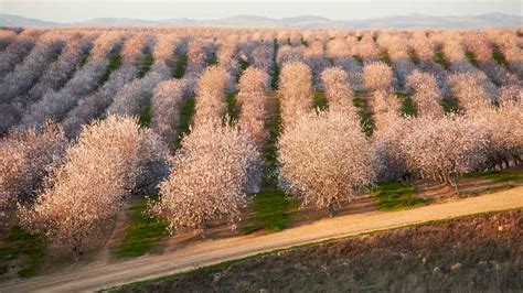 The Enchanting World of Almond Trees