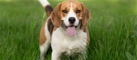 The Enchanting World of Beagle Pups: A Journey into their Irresistible Charm