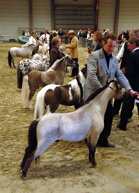 The Enchanting World of Competitions and Shows for Tiny Equines