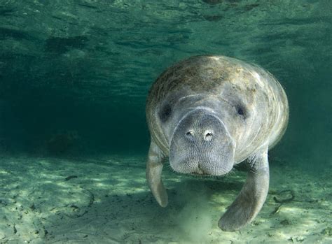 The Enchanting World of Engaging With Gentle Sea Cows