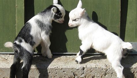 The Enchanting World of Goat Breeds: From Miniatures to Giants