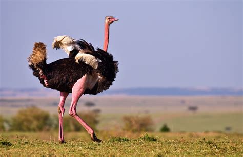 The Enchanting World of Ostriches: Why They Make Exceptional Companions