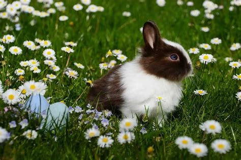 The Enchanting World of Rabbit Companionship