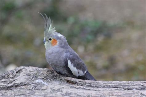 The Enchanting World of Snowy Cockatiels