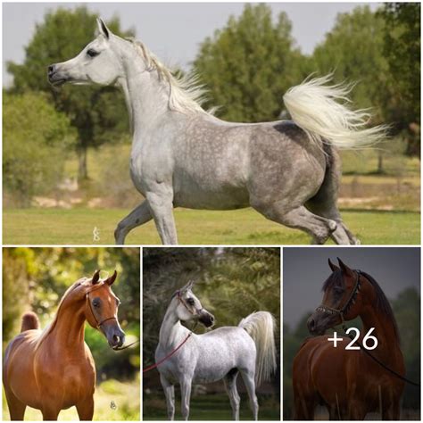 The Enchanting World of Snowy Equine Breeds