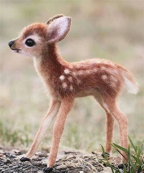 The Enchanting World of Tiny Deer: Fascinating Facts You Never Knew