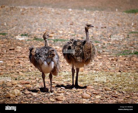 The Enchanting World of Young Ostriches