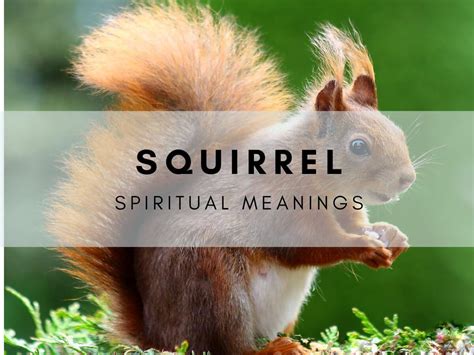 The Enchantment Surrounding Squirrel Symbolism in Dreams