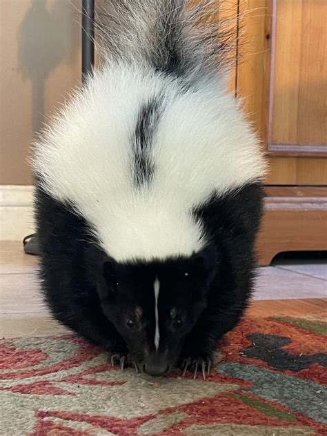 The Enchantment and Mystery of Having a Pet Skunk