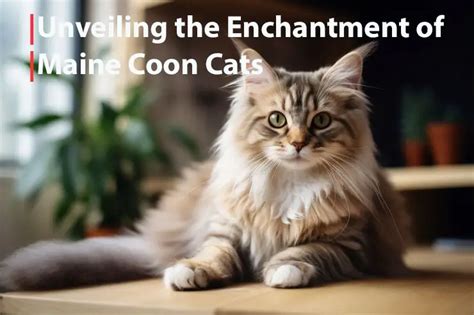 The Enchantment of Ashen Feline Companions: Unveiling the Charm of Silver-Coated Felids