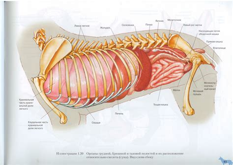 The Enchantment of Canine Abdomens