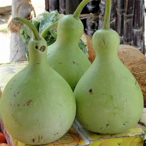 The Enchantment of Enormous Gourds: An International Phenomenon