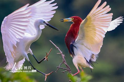 The Enchantment of Frolicking Alongside These Graceful Birds