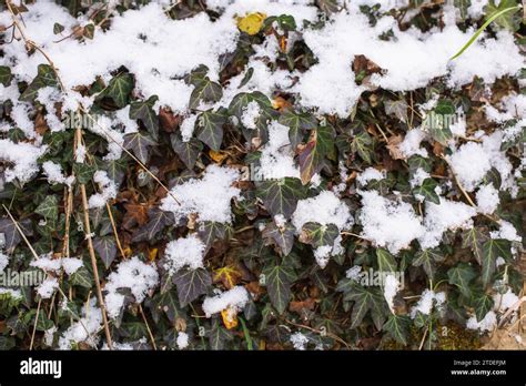 The Enchantment of Frosty Landscapes: Unveiling the Tranquility of Snow-Capped Mountains