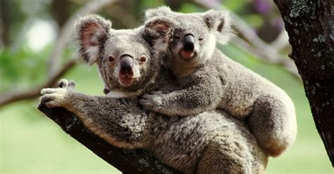 The Enchantment of Koalas: Why Everyone Fantasizes About Embracing These Adorable Creatures