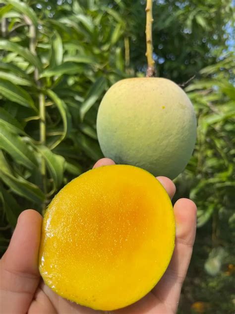 The Enchantment of Luscious Emerald Mangoes: A Prelude to Exotic Bliss