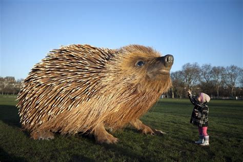 The Enchantment of Nature: The Giant Hedgehog as a Symbol of Beauty