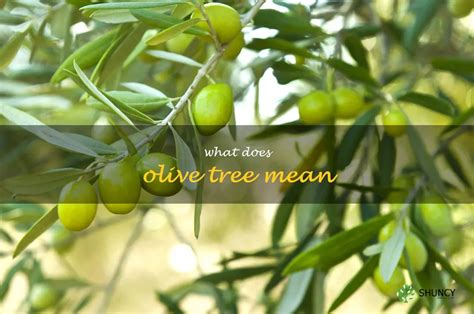 The Enchantment of Olive Trees: Exploring their Significance