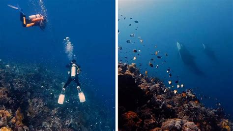 The Enchantment of Swimming Alongside Majestic Orcas