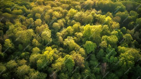 The Enchantment of a Thriving Emerald Landscape