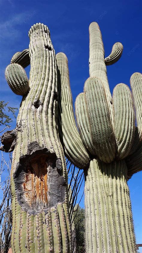 The Enchantment of the Splendor in Towering Flora