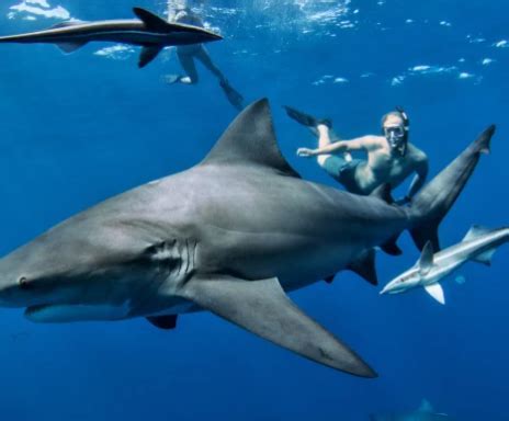 The Enchantment of the Vast Ocean: An Unforgettable Experience with Majestic Sharks