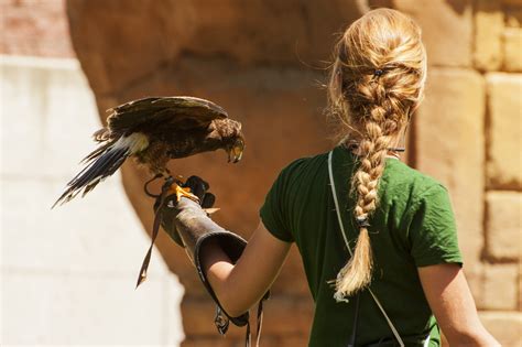 The Endearing Connection between Falconer and Bird: An Astonishing Collaboration