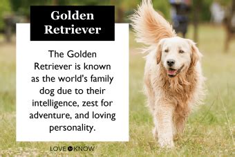 The Endearing Personality Traits of Golden Retrievers