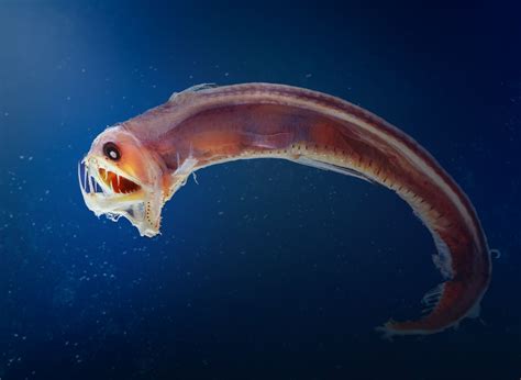 The Enigma of Deep-Sea Creatures: How They Adapt to Extreme Conditions