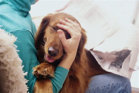 The Enigma of Dogs' Affectionate Dreams