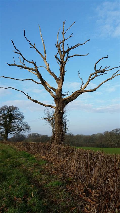 The Enigma of Dreaming about a Tree without Leaves