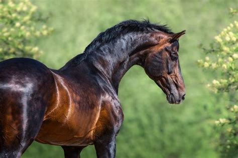 The Enigma of Equine Splendor: Unveiling the Symbolism behind Fantasizing about a Regal Steed