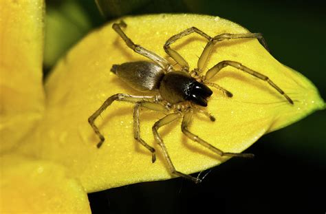 The Enigma of Imagining a Golden Arachnid