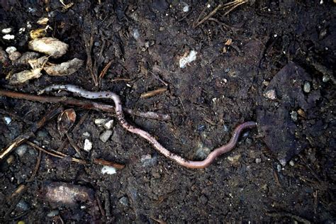 The Enigma of Massive Earthworms: Revealing their Role in Ecosystems