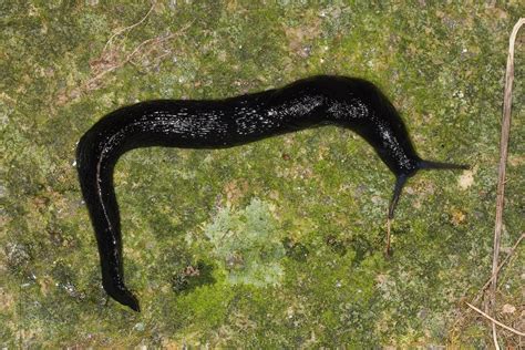 The Enigma of Massive Slugs