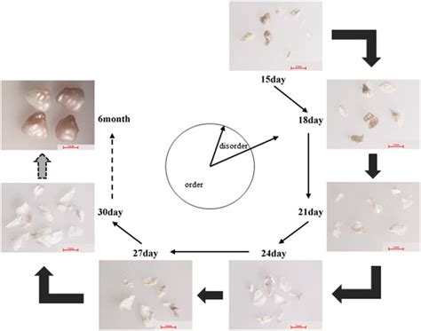 The Enigma of Pearl Formation