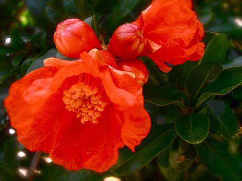 The Enigma of the Bewitching Pomegranate Blossom