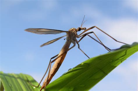 The Enigma of the Crane Fly: Exploring its Mystical Significance in Diverse Cultures