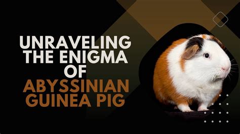 The Enigma of the Mysterious Abyssinian