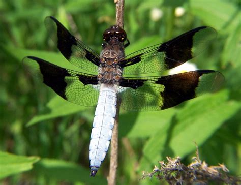 The Enigma of the White Dragonfly